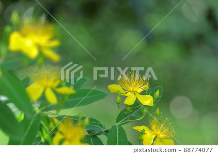 Long stamen flowers like gold thread Long stamen flowers like gold thread 88774077