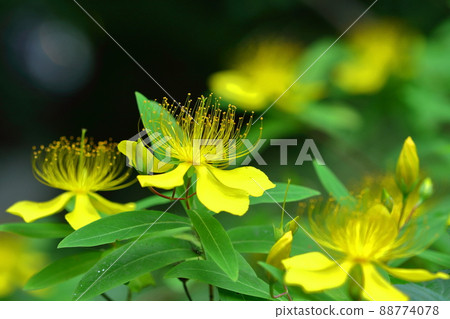 Long stamen flowers like gold thread Long stamen flowers like gold thread 88774078
