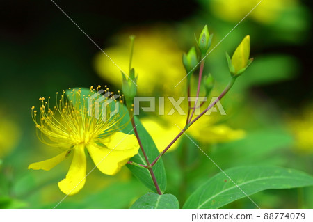 Long stamen flowers like gold thread Long stamen flowers like gold thread 88774079
