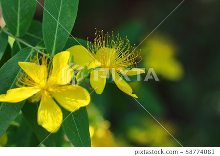 Long stamen flowers like gold thread Long stamen flowers like gold thread 88774081