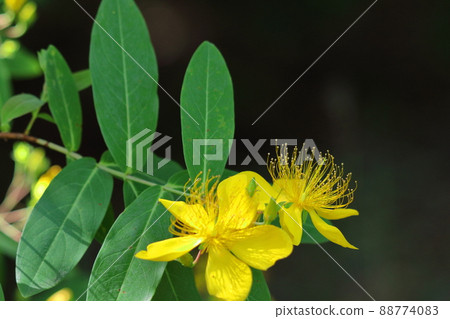 Long stamen flowers like gold thread Long stamen flowers like gold thread 88774083