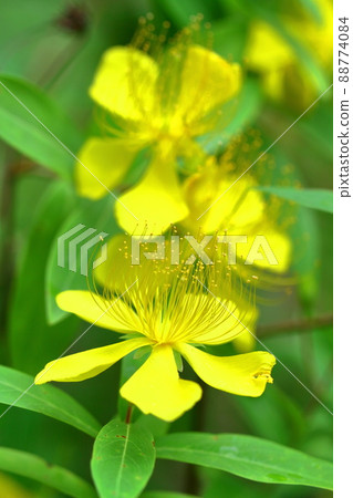 Long stamen flowers like gold thread Long stamen flowers like gold thread 88774084