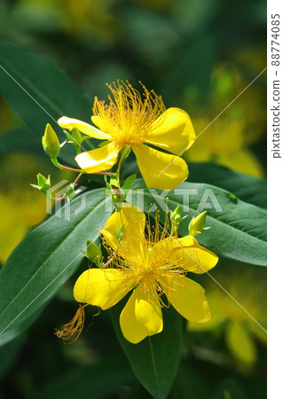 Long stamen flowers like gold thread Long stamen flowers like gold thread 88774085
