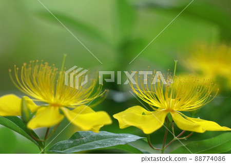 Long stamen flowers like gold thread Long stamen flowers like gold thread 88774086