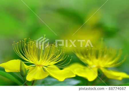 Long stamen flowers like gold thread Long stamen flowers like gold thread 88774087
