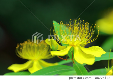 Long stamen flowers like gold thread Long stamen flowers like gold thread 88774128