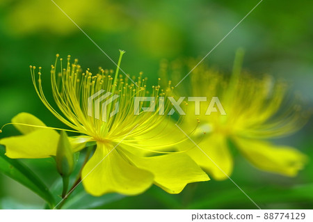 Long stamen flowers like gold thread Long stamen flowers like gold thread 88774129