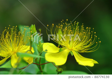 Long stamen flowers like gold thread Long stamen flowers like gold thread 88774130