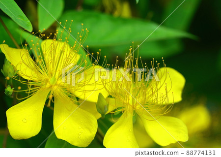 Long stamen flowers like gold thread Long stamen flowers like gold thread 88774131
