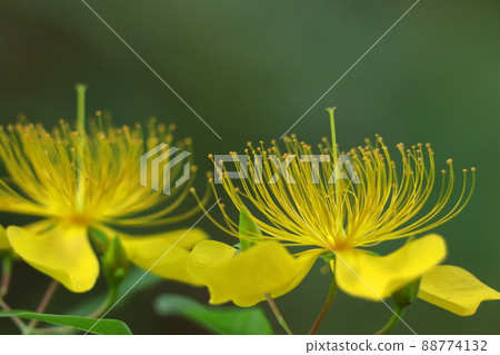Long stamen flowers like gold thread Long stamen flowers like gold thread 88774132