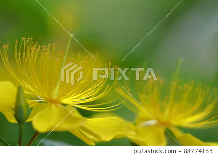 Long stamen flowers like gold thread Long stamen flowers like gold thread 88774133