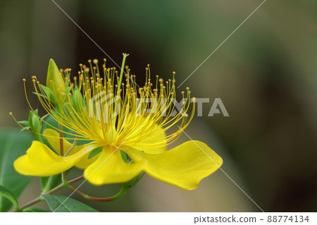 Long stamen flowers like gold thread Long stamen flowers like gold thread 88774134