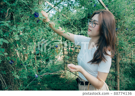 Beautiful Asian woman wearing glasses and a white shirt holding a wicker basket standing in the garden picking Clitoria ternatea or Fresh Butterfly pea flower in the morning. 88774136