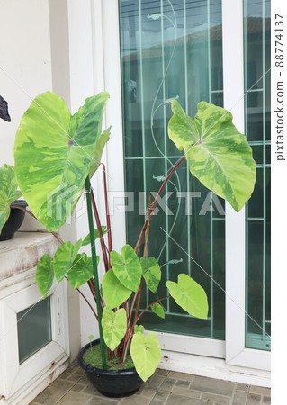 Colocasia esculenta, Lemon Lime Gecko or Colocasia plant Colocasia esculenta, Lemon Lime Gecko or Colocasia plant 88774137