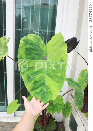 Colocasia esculenta, Lemon Lime Gecko or Colocasia plant Colocasia esculenta, Lemon Lime Gecko or Colocasia plant 88774139