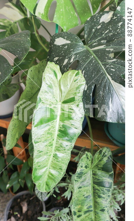 Marina Ruy Barbosa, Paraiso Verde or Philodendron paraiso verde or verdant paradise or Philodendron paraiso Marina Ruy Barbosa, Paraiso Verde or Philodendron paraiso verde or verdant paradise or Philodendron paraiso 88774147