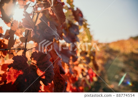 Bright autumn red orange yellow grapevine leaves at vineyard in warm sunset sunlight. Beautiful clusters of ripening grapes. Winemaking and organic fruit gardening. Close up. Selective focus. 88774554
