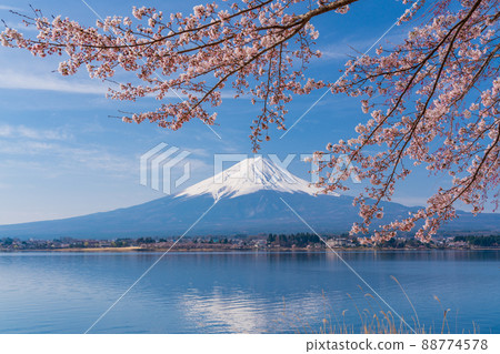 (Yamanashi Prefecture) Lake Kawaguchi, cherry blossoms on the shore and Mt. Fuji (Yamanashi Prefecture) Lake Kawaguchi, cherry blossoms on the shore and Mt. Fuji 88774578