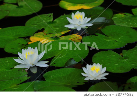 在水面上優雅地漂浮 在水面上優雅地漂浮 88774582