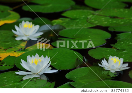 在水面上優雅地漂浮 88774583