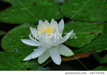 Floating elegantly on the surface of the water Floating elegantly on the surface of the water 88774588