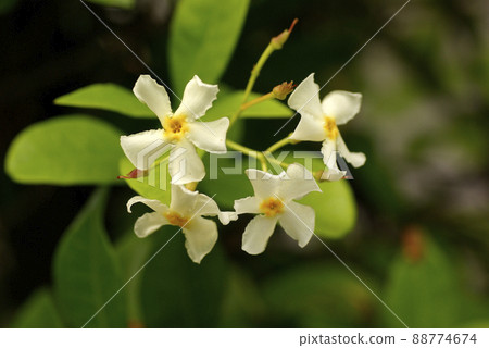 亞洲茉莉的白色花朵很可愛 88774674
