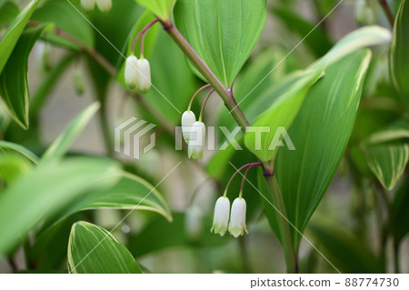 Solomon's-seal (variegated sweetheart) 88774730