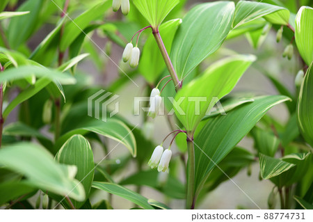 所羅門的印章（雜色的甜心） 88774731