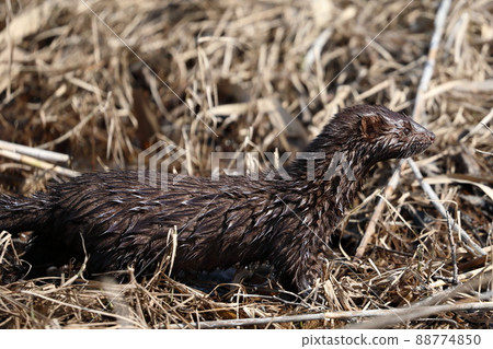 Kushiro Wetland American Mink Kushiro Wetland American Mink 88774850