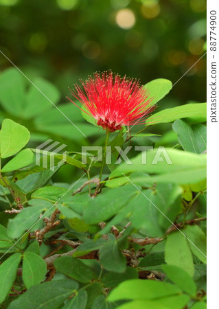 Flower like a red pill 88774900