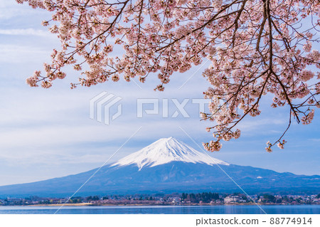 (Yamanashi Prefecture) Lake Kawaguchi, cherry blossoms on the shore and Mt. Fuji 88774914