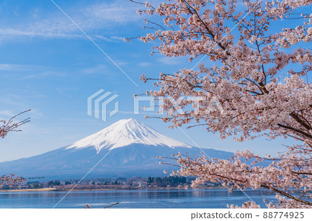 （山梨縣）河口湖、岸邊櫻花、富士山 88774925