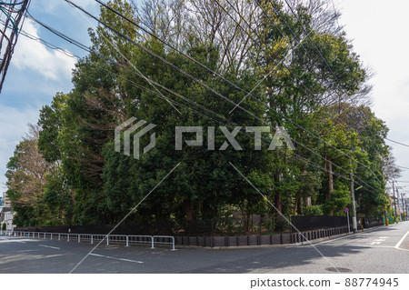 Spring Setagaya walk, Tamagawadai 2-30, Setagaya Ward Nature Observation Forest 88774945