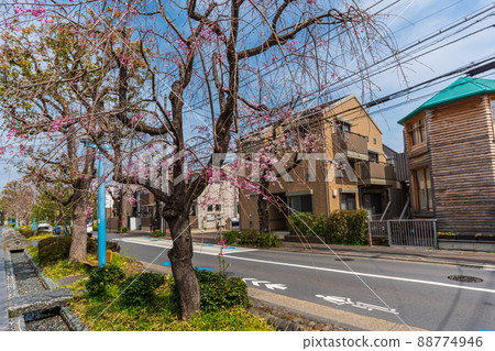 Spring Setagaya walk, Nishiyoga-dori, Kamiyoga 5-chome 88774946