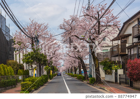 Spring Setagaya walk, Nishiyoga-dori, near Kamiyoga 5-chome 9 Spring Setagaya walk, Nishiyoga-dori, near Kamiyoga 5-chome 9 88774947