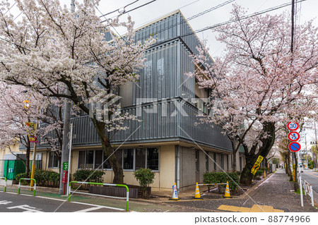 Spring Setagaya walk, cherry blossom tour, Fukasawa 3-chome, Higashi Fukasawa Elementary School Spring Setagaya walk, cherry blossom tour, Fukasawa 3-chome, Higashi Fukasawa Elementary School 88774966