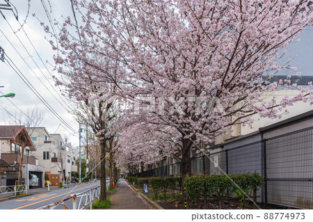 Spring Setagaya walk, cherry blossom tour, Fukasawa 3-chome, Higashi Fukasawa Elementary School Spring Setagaya walk, cherry blossom tour, Fukasawa 3-chome, Higashi Fukasawa Elementary School 88774973