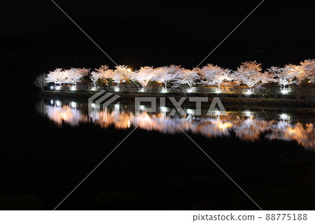 Enakyo / Sakura Illumination Enakyo / Sakura Illumination 88775188