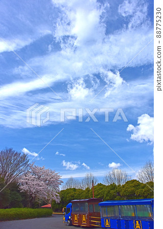 一棵櫻桃樹和藍天 88775230