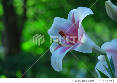 A flower that symbolizes chastity A flower that symbolizes chastity 88775261