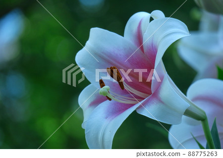 象徵貞潔的花 88775263