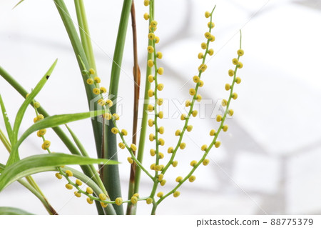 Flowers have bloomed on Areca palm 88775379