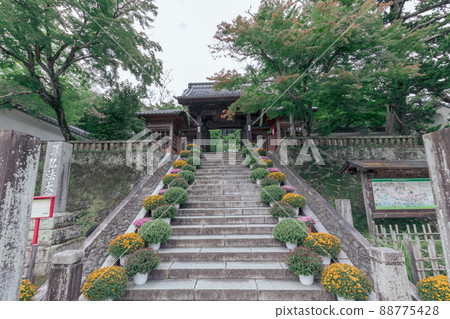 用菊花裝飾的修善寺入口 88775428