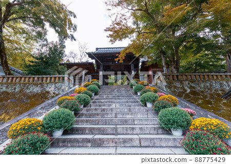 用菊花裝飾的修善寺入口 88775429