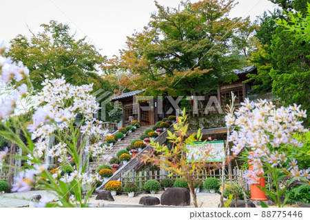 Shuzenji Temple seen through the moss phlox Shuzenji Temple seen through the moss phlox 88775446