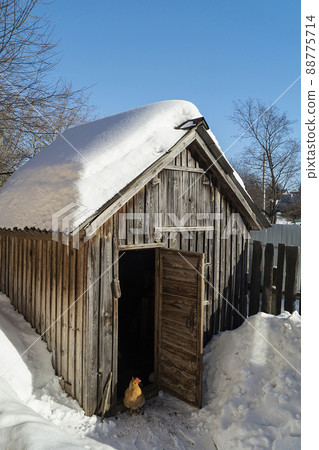 Hens beside wooden henhouse at winter day 88775714