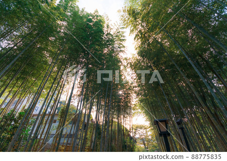 從下面仰望的竹林和太陽的光輝 88775835