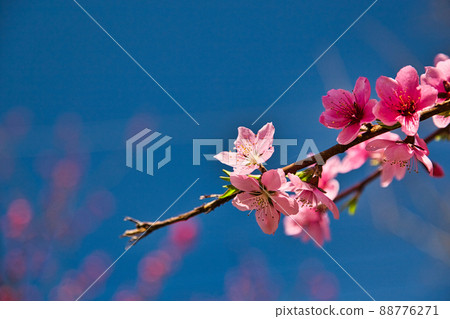 Sakura Saiunji Sakura Saiunji 88776271