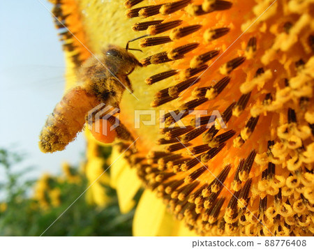 Relationship between sunflowers and bees 5 Relationship between sunflowers and bees 5 88776408