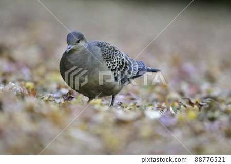 Familiar wild bird turtle dove found around the house, in the garden or in the park 88776521